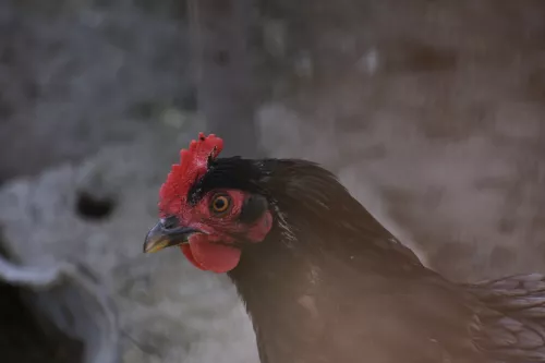 Курица с черным мясом появилась в продаже на Сахалине