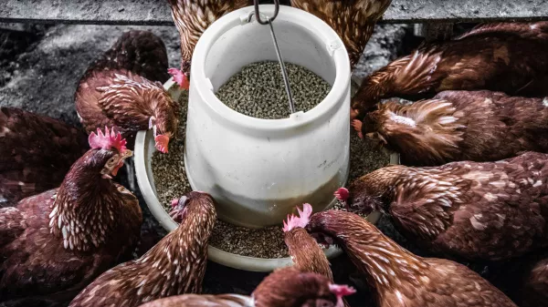 План восстановления ключевой фабрики после птичьего гриппа разработали в правительстве Сахалинской области